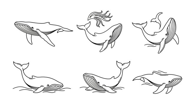Humpback Whale Set, Hand-Drawn Sketch Collection of Marine Animals