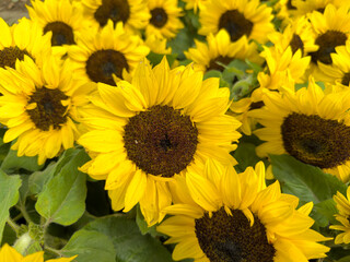 Obraz premium Bright sunflowers filled with warmth and uplifting summer energy 