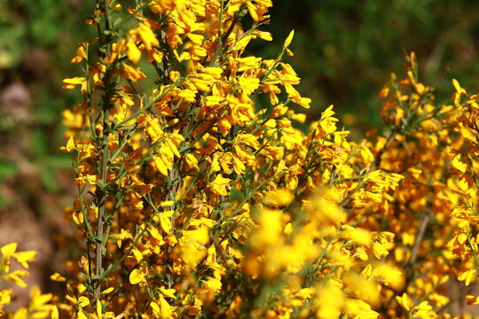 Spartium Flowers