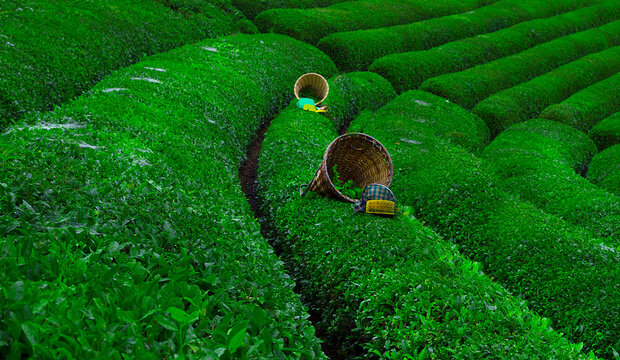 T&uuml;rkiye's most beautiful tea plantations
