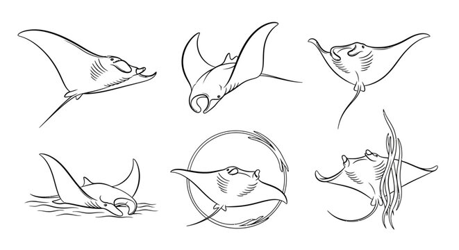 Manta Ray Sketch Set, Hand-Drawn Marine Wildlife Illustration