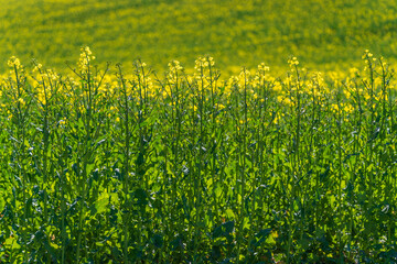 Obraz premium Vibrant Yellow Rapeseed Field Under Clear Blue Sky