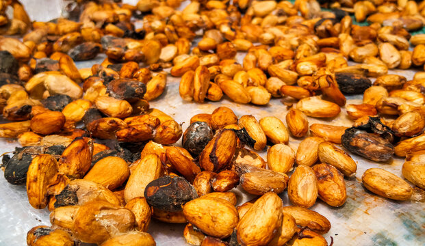 Raw organic cocoa beans drying in the sun after fermentation process on a farm, traditional chocolate production.