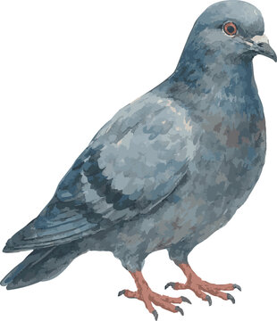 Vector watercolor realistic illustration of a pidgeon