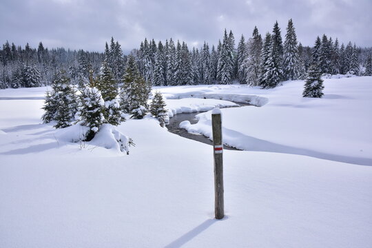 Valley of the Roklansky and Javori streams Sumava winter. Snowy white  landscape with stream and trees.