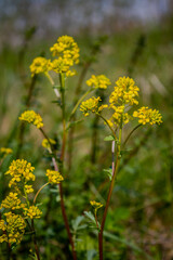 Fototapeta premium Yellow wildflowers blooming in a meadow during springtime, captured in natural sunlight with a soft blurred background. Fresh green stems and vibrant seasonal colors in a natural landscape.