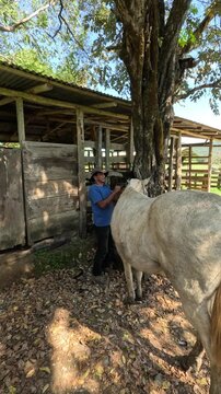 Male ranch hand preparing a majestic white horse for a ride. The man lovingly tends to the animal's mane at the stable on a sunny day