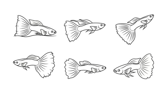 Set of guppy fish line art illustrations for aquarium design