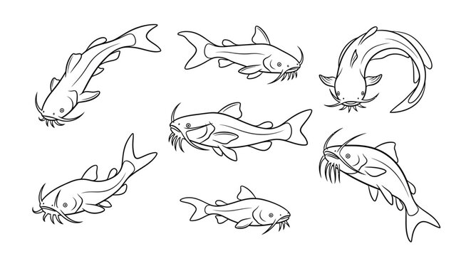Set of hand-drawn catfish sketches in various poses on white background