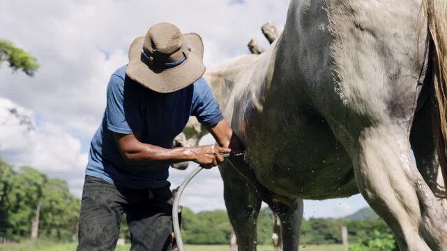 Hispanic groomer wearing a hat washing a beautiful white horse. The man is using a hose to spray water on the animal's back outdoors