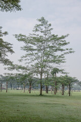 Obraz premium Leafy feathery tree rising over wide grassland park. Natural canopy shape adds shade within spacious city meadow. Urban greenery scene for recreation conservation planning