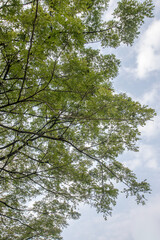 Obraz premium Fresh foliage pattern viewed upward through gentle branches. Soft sky background framed by delicate green leaves overhead. Botanical texture for nature wellness and environmental design