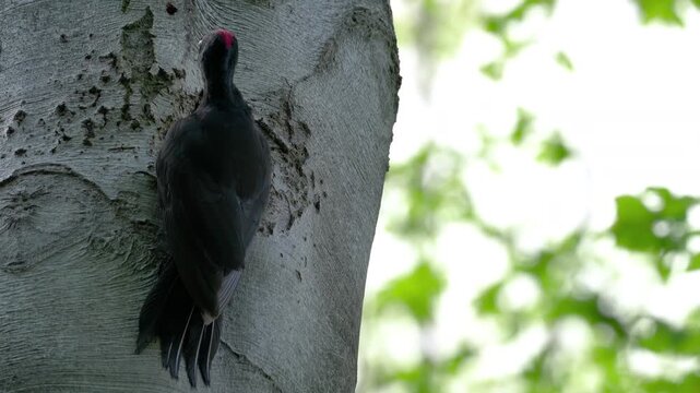Black Woodpecker next to nest in a tree, female (Dryocopus martius) - (4K)