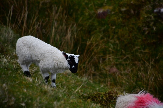 Sheep and lamb in Galtee Mountains