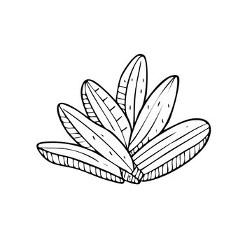 Hand-drawn illustration of a stylized leafy plant with parallel lines for texture and detail