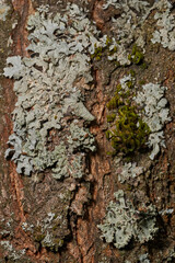Fototapeta premium Parmelia sulcata (lat. Parmelia sulcata) - type of lichen genus Parmelee (Parmelia) family Parmeliaceae (Parmeliaceae).