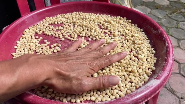Close-up of hands spreading and leveling white corn on a mat to dry naturally under the sun, a traditional agricultural processing method.