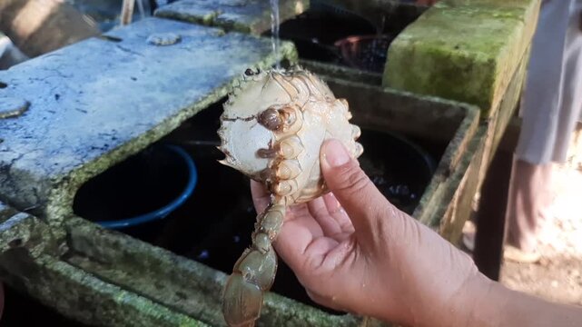 A person holding a healthy mud crab harvested from an innovative styrofoam-based aquaculture system.