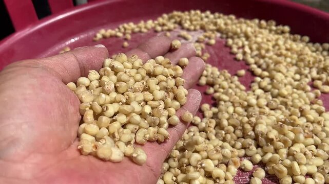 A person grabbing a handful of dried white corn to check the quality and dryness level after solar drying process