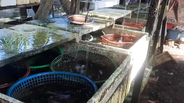 Rows of used styrofoam boxes repurposed as innovative containers for crab fattening and growth in a small-scale farm.