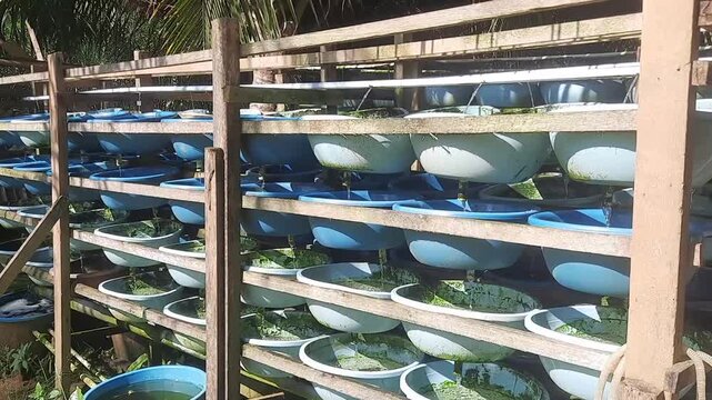 Systematic arrangement of plastic buckets on wooden shelves used for individual crab farming to prevent cannibalism.