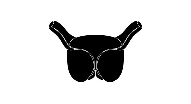 Prostate Gland Anatomical Vector Illustration for Medical Use