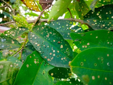 Water apple leaves are damaged with holes due to bagworm pests and fungal diseases.