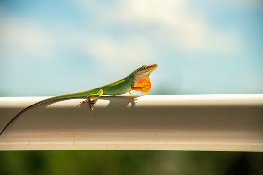 Anole Showing on Railing ShowingRed Dewlap