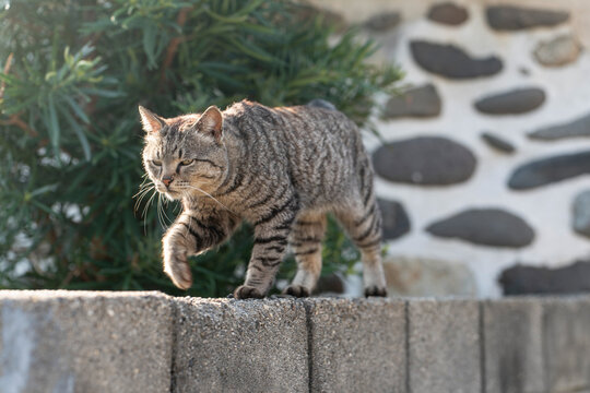 塀の上を歩く猫