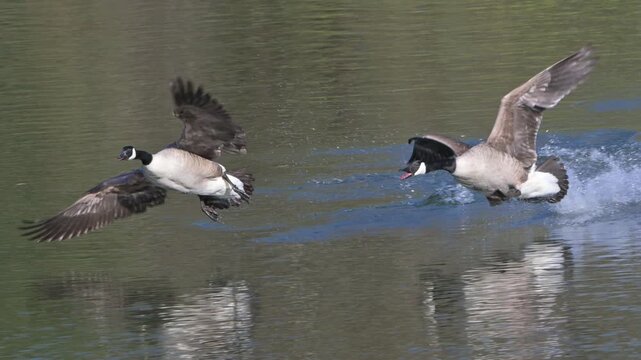 Canada Geese (Branta canadensis) landing on a lake after a chase. April, Kent, UK [Slow motion x5]