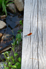 Obraz premium Beautiful Damselfly Resting on an Old Weathered Wooden Boardwalk