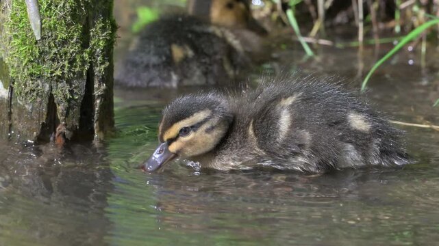 Mallard (Anas platyrhynchos) young ducklings eating and drinking in a shallow stream. April, Kent, UK [Half speed]