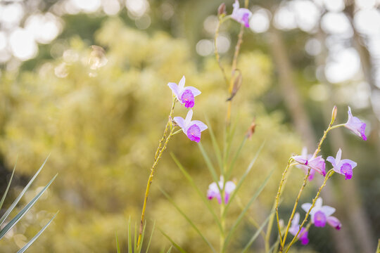 Orchide