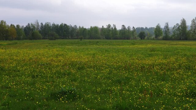 Beautiful meadow filled with yellow wildflowers and green grass among trees. Natural background, summer landscape, peaceful countryside and outdoor environment.