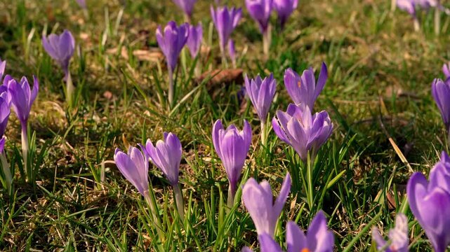 Bee flying around blooming purple crocus flowers gathering nectar, closeup of pollination in a spring garden, natural seasonal wildlife scene.
