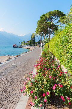 lakeside Promenade Malcesine with pine trees and landing stage, blooming roses