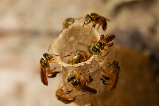 Macro photograph of native stingless bees in the Peruvian Amazon rainforest, pollinators that produce medicinal honey and support biodiversity on World Bee Day