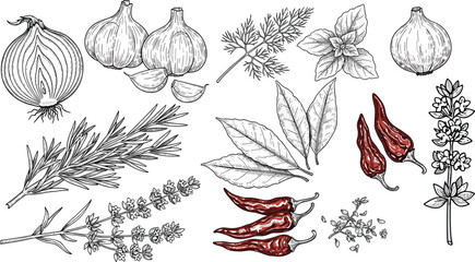 Hand-drawn spice and herb vector set. Includes onion, garlic, chili peppers, rosemary, and other flavorful plants. Perfect for culinary illustrations and organic food packaging. © SNOW EVA