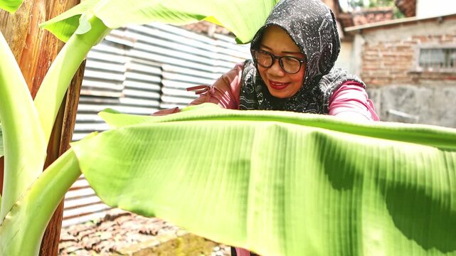 Indonesian woman harvesting a fresh banana leaf