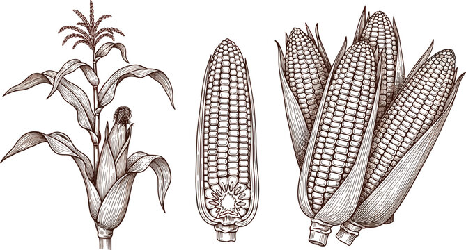 Corn vector set. Hand-drawn corn stalks, corn cobs, and husked corn in detailed vintage style. Ideal for food and botanical illustrations