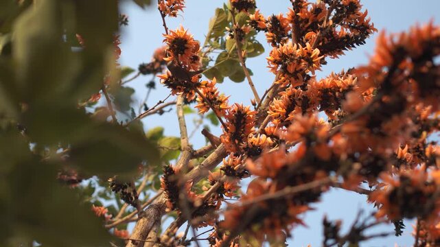 A beautiful Myna bird looking for nectar on vibrant orange Palash blossoms against a clear sky.