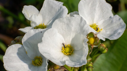 Obraz premium macro, close up of water jasmine flower (scientific name echinodorus palaefolius), has a pure white color, and yellow stamens, can be used as wallpaper, backdrop, and so on. 