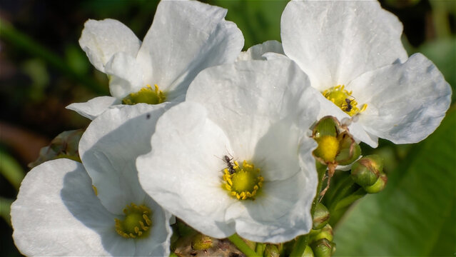 macro, close up of water jasmine flower (scientific name echinodorus palaefolius), has a pure white color, and yellow stamens, can be used as wallpaper, backdrop, and so on.
