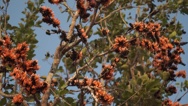 Cinematic shot of a bird perched on a branch of Butea Monosperma tree in full bloom. 