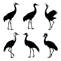 Fototapeta premium Black and white vector silhouette set of Gruidae crane,