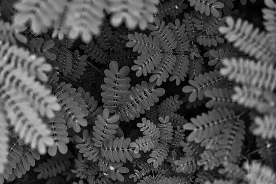 Black and White of delicate leaves, elegant botanical pattern with soft foreground bokeh