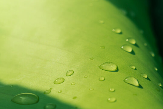Macro of crystal clear water drops on green leaf texture, purity nature background