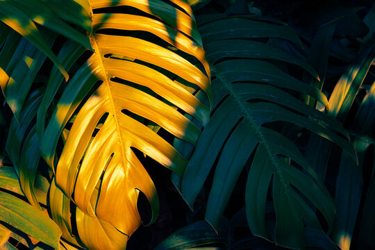 Luxury abstract of Monstera leaf with glowing golden and deep teal tones, Botanical texture dark background.