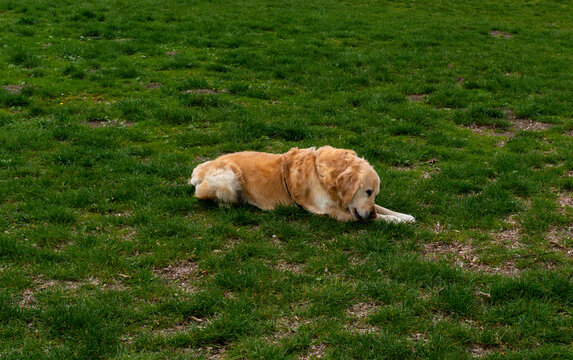 Adult golden retriever lies calmly on patchy green grass, showing relaxed pet behavior, domestic animal lifestyle and outdoor resting moment in urban park setting.