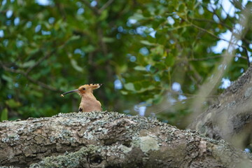 The bird in the photo is a hoopoe (Upupa epops). Luz - Algarve, Portugal. © guentermanaus